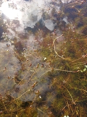 Myriophyllum quitense