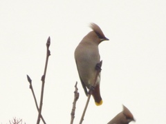 Bombycilla garrulus