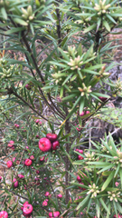 Cyathodes glauca