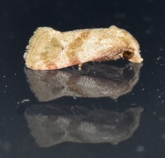Platphalonidia