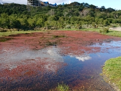 Myriophyllum quitense