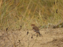 Plectrophenax nivalis