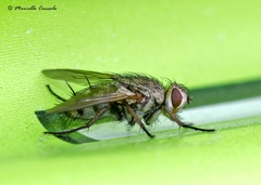 Microphthalma europaea