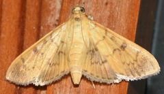 Psara dryalis