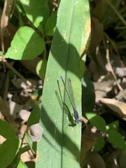 Argia pulla