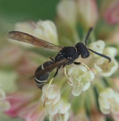 Ancistrocerus albolacteus