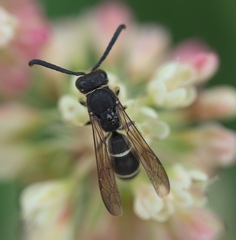 Ancistrocerus albolacteus