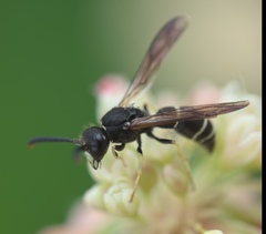 Ancistrocerus albolacteus