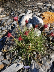 Armeria curvifolia