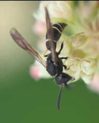 Ancistrocerus albolacteus