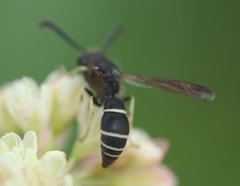 Ancistrocerus albolacteus
