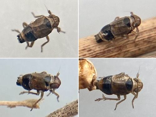 Scottianella dalei