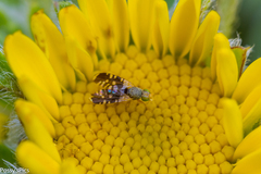 Spathulina acroleuca