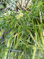 Cissus tuberosa