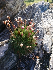 Armeria curvifolia