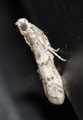 Vitula edmandsii