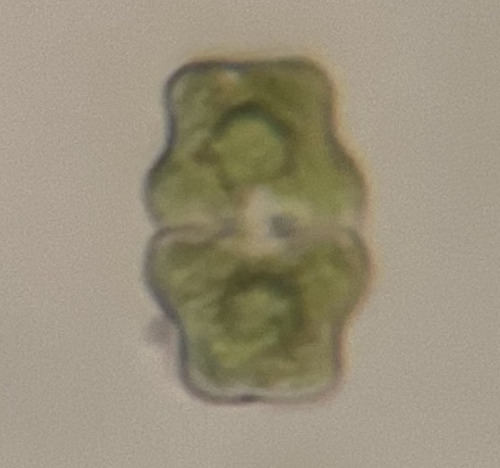 Euastrum sublobatum