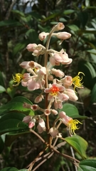 Miconieae