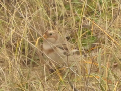 Plectrophenax nivalis