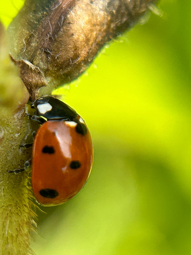 Seven-spotted Lady Beetle