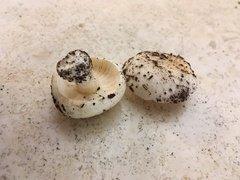 Russula perlactea