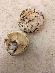 Russula perlactea