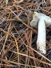 Tricholoma aestuans