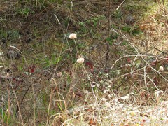 Armeria arenaria