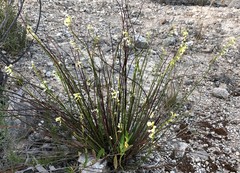 Stackhousia aspericocca