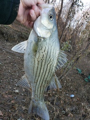 Morone chrysops × saxatilis