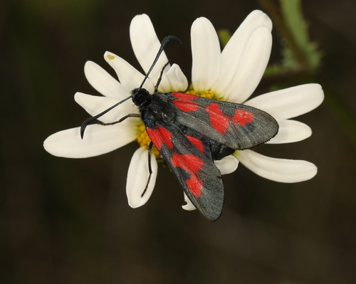 Five-spot Burnet, 62380 Wavrans-sur-l'Aa, France, photo 7 of 10