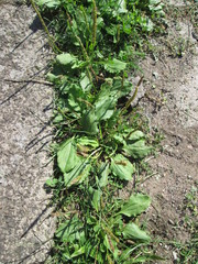 Plantago major