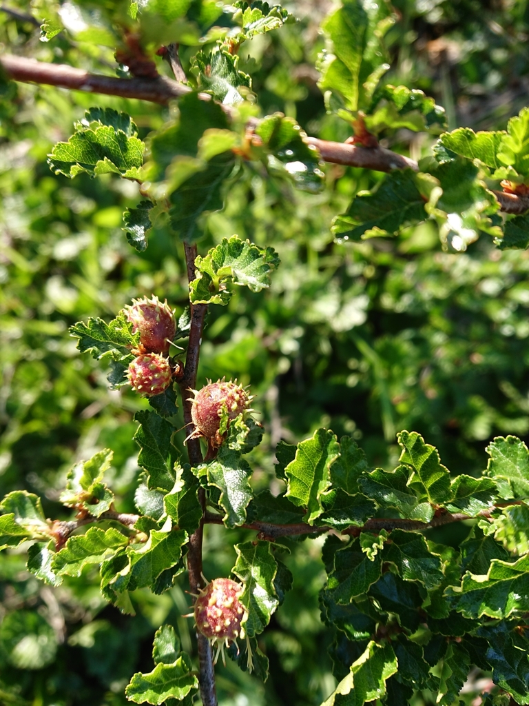 Aditrochus gnirensis