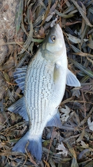 Morone chrysops × saxatilis