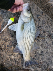 Morone chrysops × saxatilis