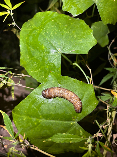 Harold Dundee's Leatherback Slug