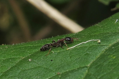 Pseudomyrmex phyllophilus