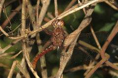 Orthemis nodiplaga