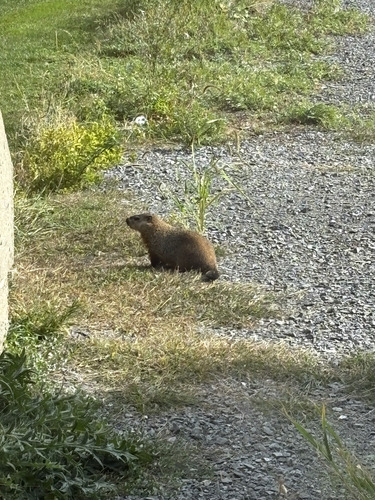 Groundhog