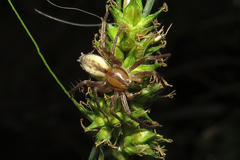 Arachosia praesignis