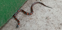 Lampropeltis abnorma