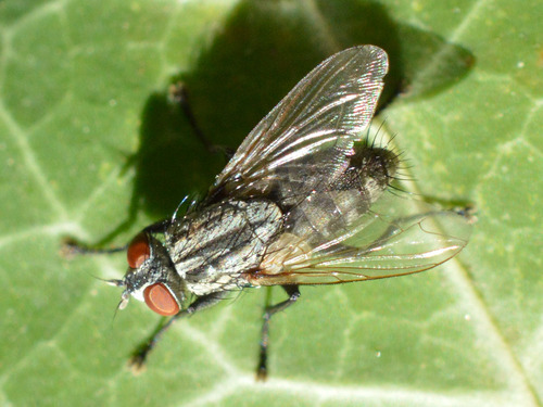 Flesh fly