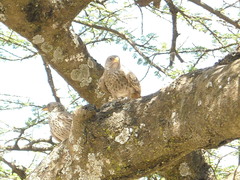 Histurgops ruficauda