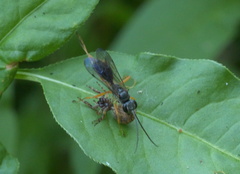 Auplopus mellipes