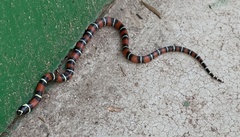 Lampropeltis abnorma