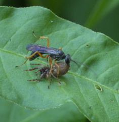 Auplopus mellipes