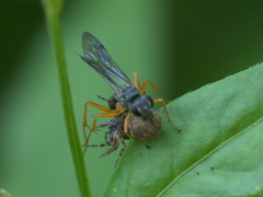 Auplopus mellipes