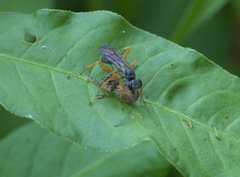Auplopus mellipes
