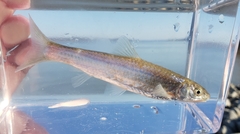 Hybognathus nuchalis