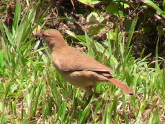 Furnarius rufus